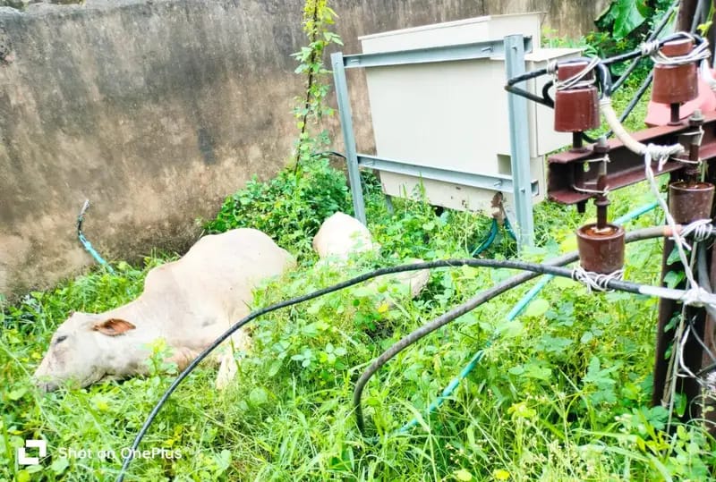 ବିଦ୍ୟୁତ୍ ଟ୍ରାନ୍ସଫର୍ମର ସଂଷ୍ପର୍ଶରେ ଆସି ଗାଈ ଓ ବାଛୁରୀ ମୃତ
