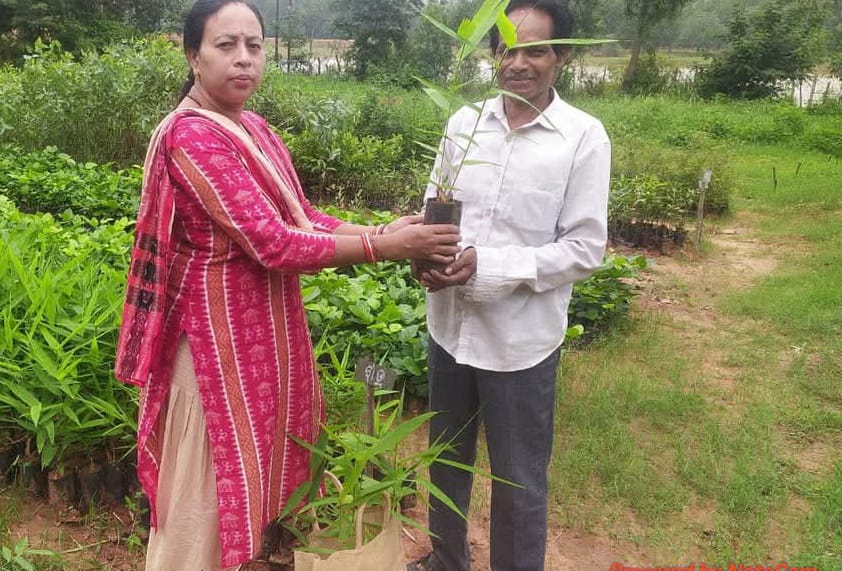 ନୂତନ ଜଙ୍ଗଲ ସୃଷ୍ଟି ପାଈଁ ବନ ବିଭାଗ ର ପ୍ରୟାସ।