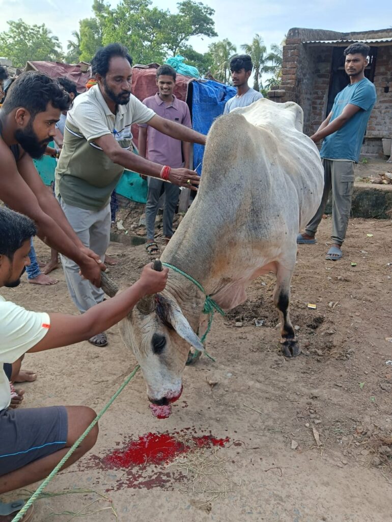 ଆହତ ଷଣ୍ଢ ପାଇଁ ଦେବଦୂତ ସାଜିଲେ ଗୌରାଙ୍ଗ ଚିକିଟୀ ସାମ୍ବାଦିକଙ୍କ ତତ୍ପରତାରେ ବଞ୍ଚିଲା ଜୀବନ