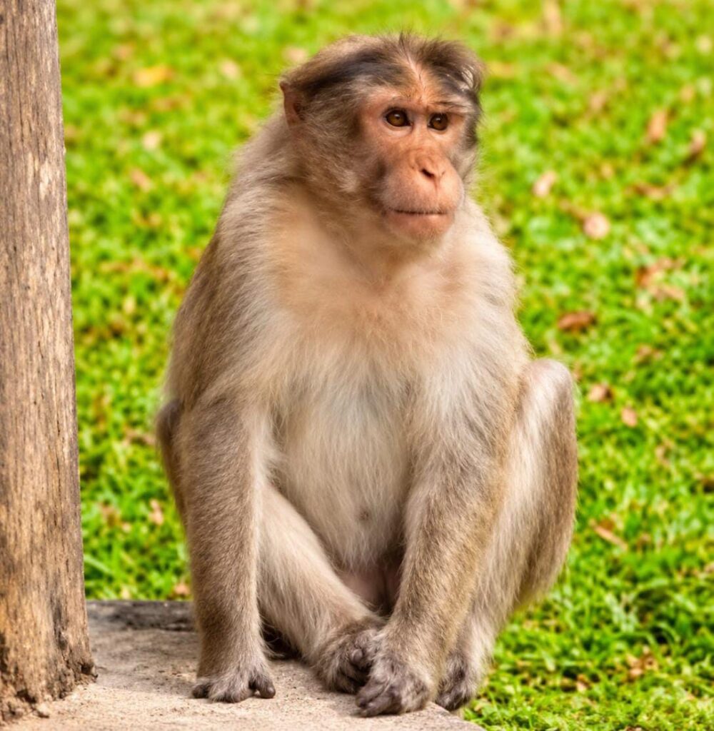 ମାଙ୍କଡ ଉପଦ୍ରବରେ ଜନସାଧାରଣ ଅତିଷ୍ଠ,ପ୍ରତିକାର ଜରୁରୀ