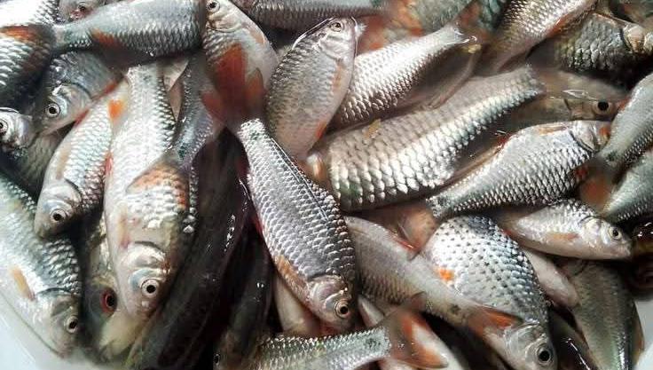 ବିଲରୁ ହଜିଲା ଚୁନାମାଛ, ପୁଷ୍ଟି ହରାଉଛନ୍ତି ଗରିବ।