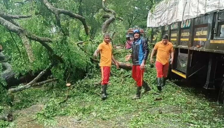 ଲଘୁଚାପ ଜନିତ ପ୍ରବଳ ବର୍ଷା: ଗଛ ଉପୁଡ଼ି ଓଡ଼ିଶା-ଆନ୍ଧ୍ରପ୍ରଦେଶ ରାସ୍ତା ଅବରୋଧ