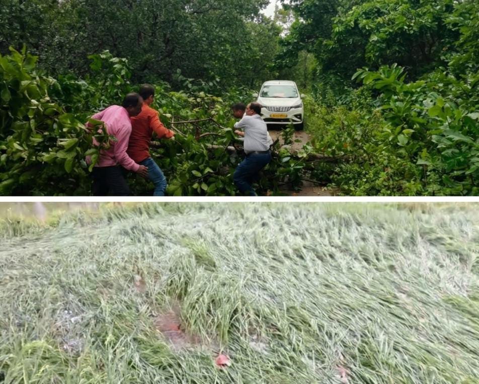 ବାତ୍ୟା ଅର୍ଣ୍ଣବର ପ୍ରଭାବ: ବର୍ଷାରେ ତଳେ ପଡ଼ିଲା କେଣ୍ଡା ଧରିଥିବା ଧାନ, ଚିନ୍ତାରେ ଚାଷୀ !